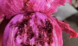 小火龙果爆料视频大全,揭秘幕后真相与精彩瞬间